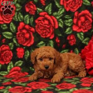 Solomon, Miniature Poodle Puppy